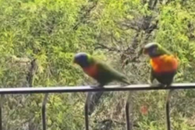 Feathered Fury: Hilarious Showdown Between Two Quarreling Parrots!
