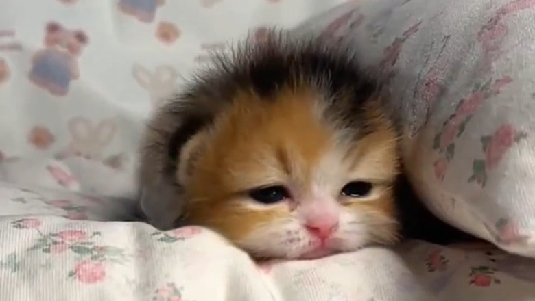 Kitten Gasp: The Most Adorable Reaction You'll Ever See!