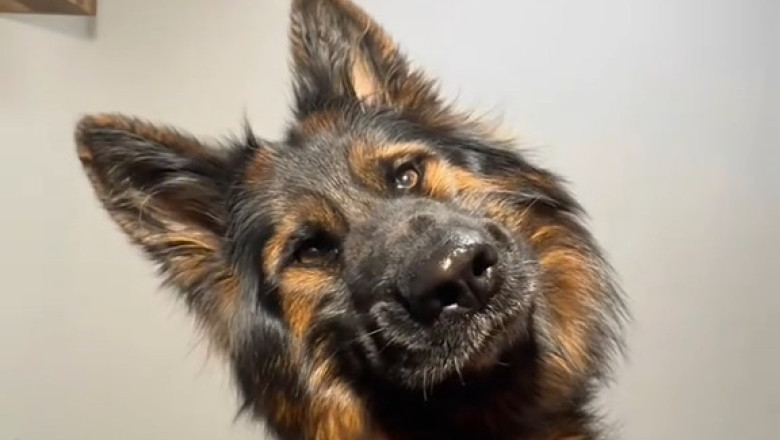 Meet the Heroic Shepherd Dog: Unbelievable Skills You Won't Believe!