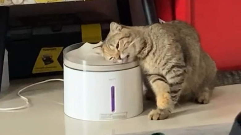 The Sleepiest Cat You’ll Ever See!