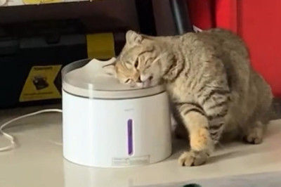 The Sleepiest Cat You’ll Ever See!