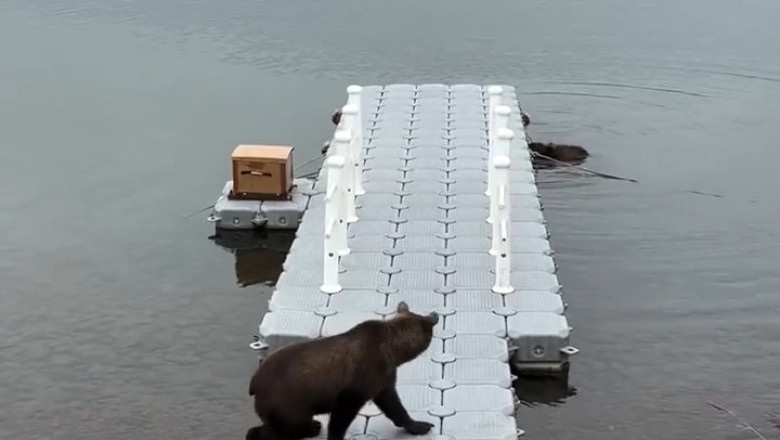 Unexpected Guests: Three Bears Dive into the Lake!
