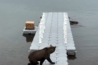Unexpected Guests: Three Bears Dive into the Lake!