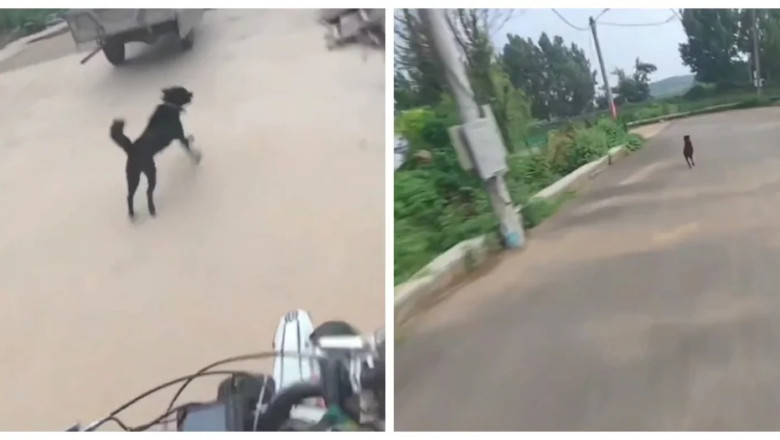 Watch What Happens When This Dog Leads a Man into an Abandoned Neighborhood!