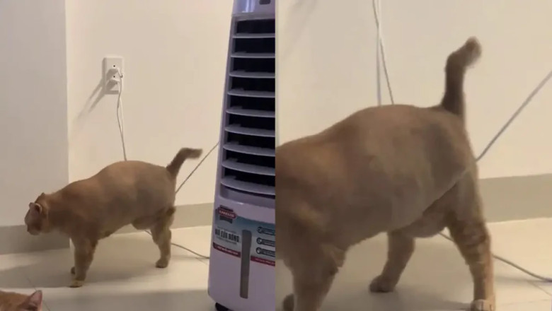 You Won't Believe the Trap This Cat Walks Into!