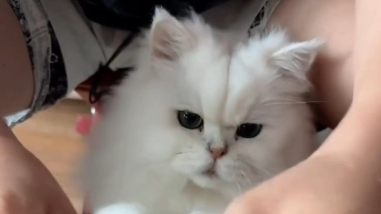 Cat vs. Shrimp: The Hilarious Reaction You Can't Miss!