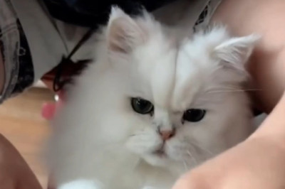 Cat vs. Shrimp: The Hilarious Reaction You Can't Miss!