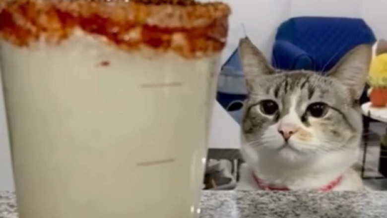 Cat vs. Wine: The Hilarious Showdown You Didn’t Know You Needed!