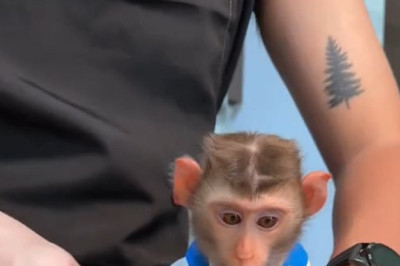 Monkey Business in the Kitchen: Hilarious Cooking Shenanigans!