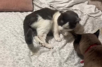 Rich Kitty: You Won't Believe This Cat's Reaction to Dollar Bills!