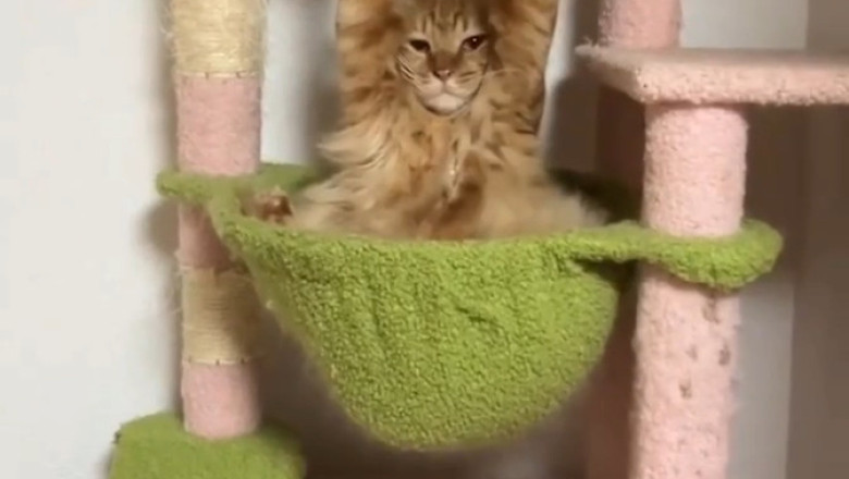 The Hanging Cat Challenge: You Won't Believe What Happens Next!