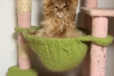 The Hanging Cat Challenge: You Won't Believe What Happens Next!