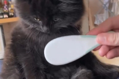 The Ultimate Kitten Comb Magic! | Transform Your Feline Friends' Fur!