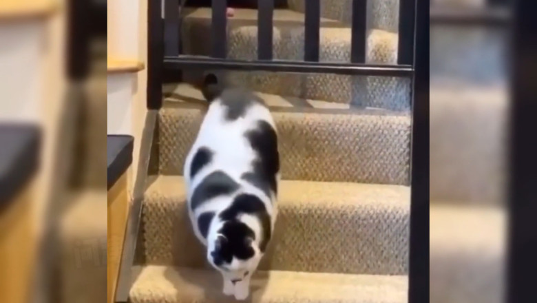 Chubby Charmers! The Funniest Fat Cats That Will Melt Your Heart!