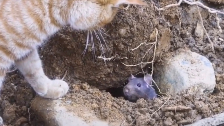 Epic Fails and Hilarious Moments: The Funniest Video You’ll See All Day!
