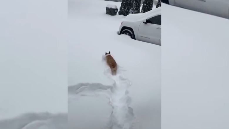 Paws-itively Hilarious! Ultimate Funny Pets Compilation That Will Make You ROFL!