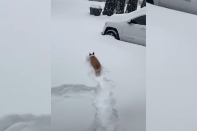 Paws-itively Hilarious! Ultimate Funny Pets Compilation That Will Make You ROFL!