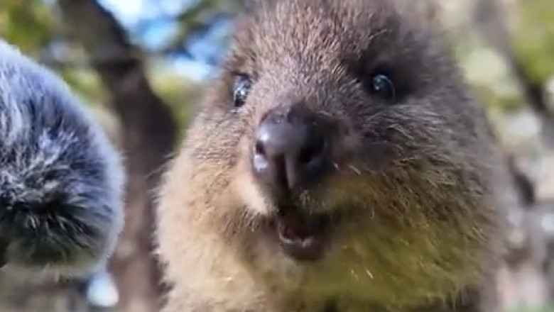 When You Realize Quokkas Are Adorable... Until You See One Eating!