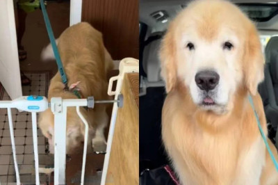 Golden Retriever’s Adorable Grooming Transformation Blows Up the Internet!