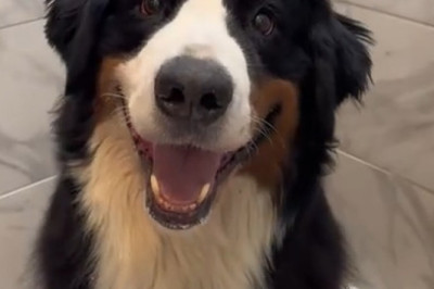 Watch This Bernese Mountain Dog Enjoy His 5-Star Spa Day!