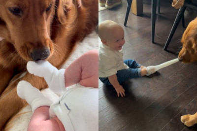 When Socks Meet Paws: Adorable Dog Shares Heartwarming Bond with Baby Brother!