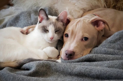 10 Essential Factors to Consider Before Getting a Second Pet