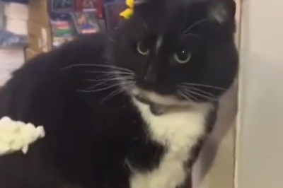 Cats vs. Stinky Surprises: Hilarious Reactions You Have to See!