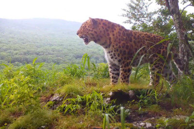 Leopard's Epic Survey: The Ultimate ‘Stalking’ Performance!