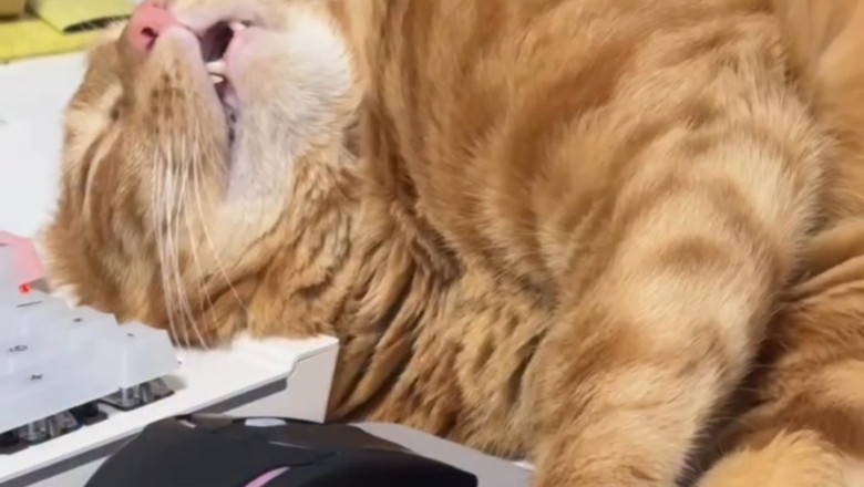 Meet the World’s Laziest Workers: Cats at ‘Work’!
