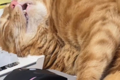 Meet the World’s Laziest Workers: Cats at ‘Work’!