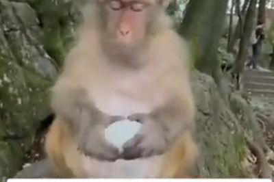 Monkey vs. Gourmet Treat: Hilarious Rejection Alert!