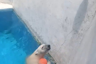Polar Bear Plays for Snacks: The Wildest Game Show in Japan!