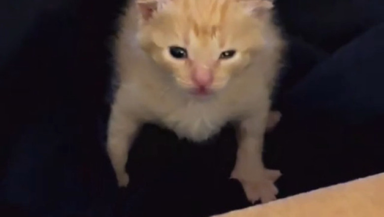 When Waking Up Feels Like Rocket Science: A Kitten’s Morning Struggle!
