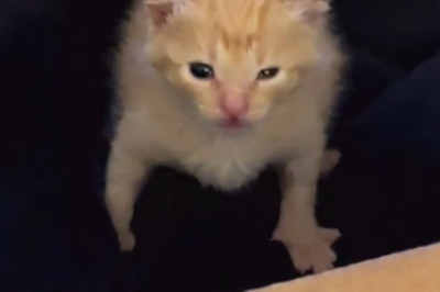 When Waking Up Feels Like Rocket Science: A Kitten’s Morning Struggle!