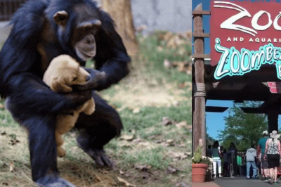 The Grieving Chimp and the Lost Puppy: An Unlikely Family Forms at the Zoo