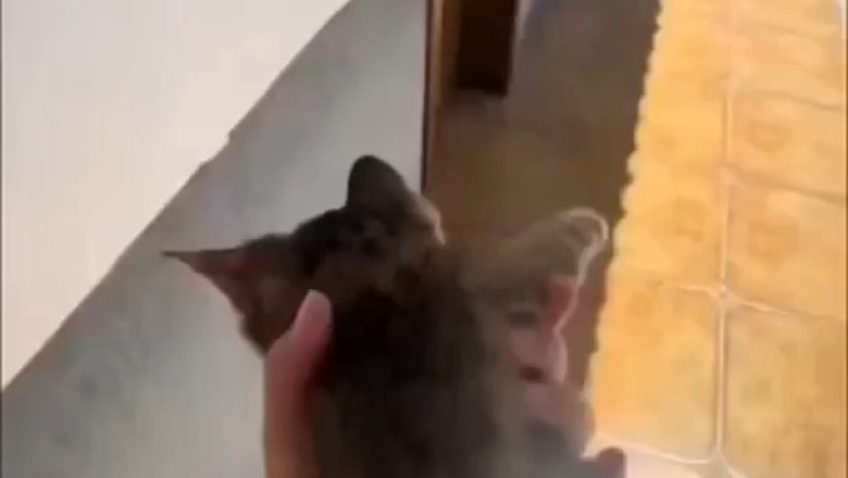 Cat to the Rescue: The Purr-fect Emergency Service!