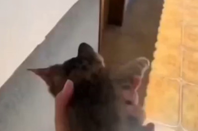 Cat to the Rescue: The Purr-fect Emergency Service!