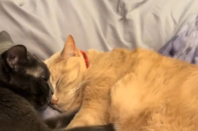 Dough-Napping Duo: Two Cats Take Over the Kitchen!