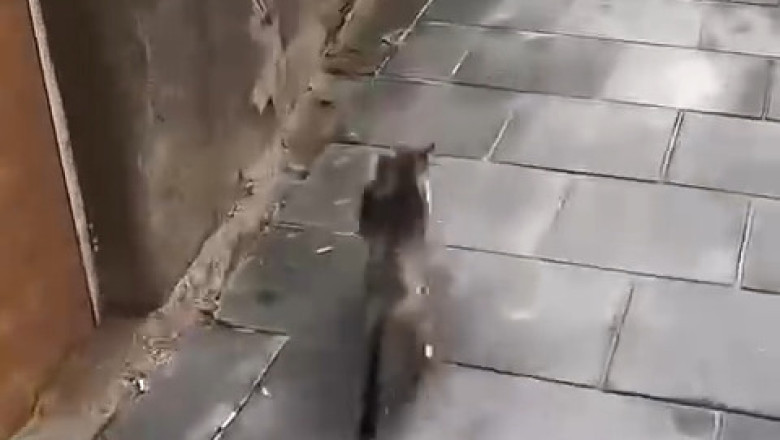 Super Mom Alert! Stray Cat’s Heartwarming Vet Visit with Her Kitten!