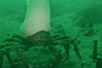 The Epic Chef Showdown: White Hats vs. Chef Hats!