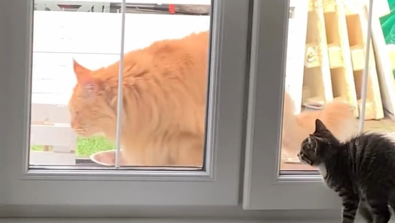 Unexpected Allies: The Epic Showdown Between a Tiny Kitten and a Big Cat!