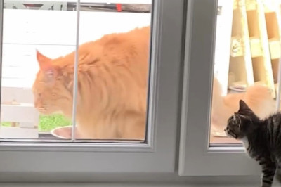 Unexpected Allies: The Epic Showdown Between a Tiny Kitten and a Big Cat!