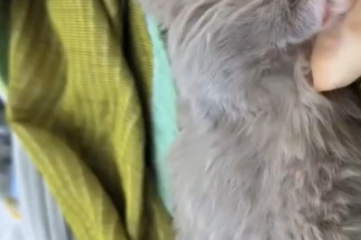 When You’re Too Cute to Stay Awake: The Sleepy Kitten Chronicles!