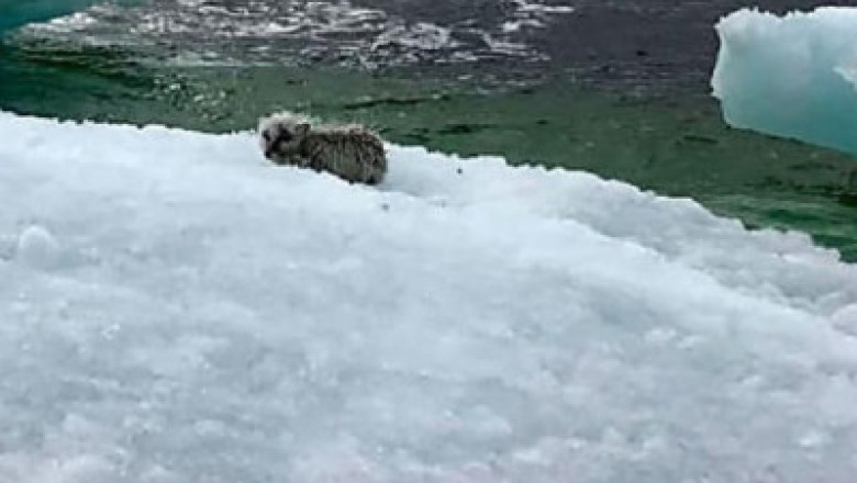 Rescued from certain doom: The incredible story of a fox found on an iceberg