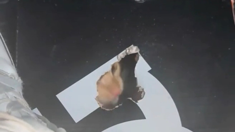 "Cardboard Chaos! Hilarious Cat Tearing Up Cardboard Like a Pro 😂🐱"