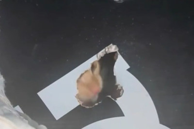 "Cardboard Chaos! Hilarious Cat Tearing Up Cardboard Like a Pro 😂🐱"