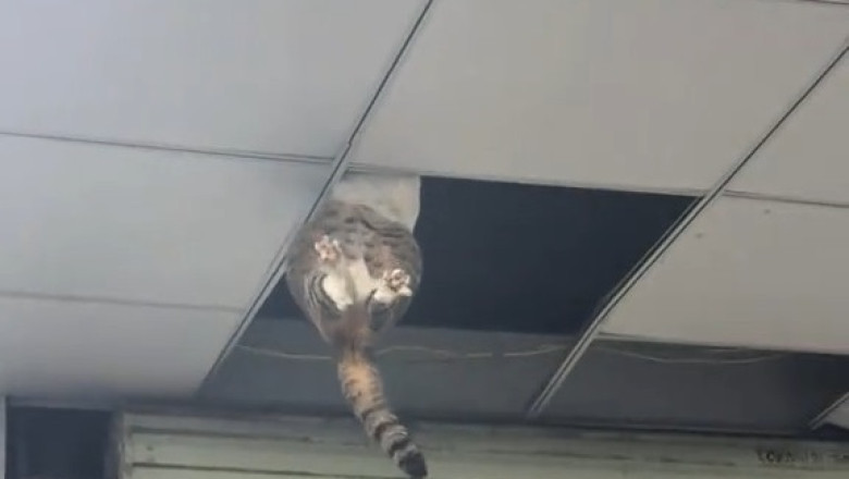 Cat-tastrophe! Hilarious Moments of a Feline Stuck on the Ceiling!