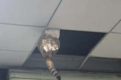 Cat-tastrophe! Hilarious Moments of a Feline Stuck on the Ceiling!