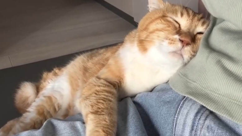 "Too Cute to Handle! Hilarious Sleeping Cat Moments ππ±"