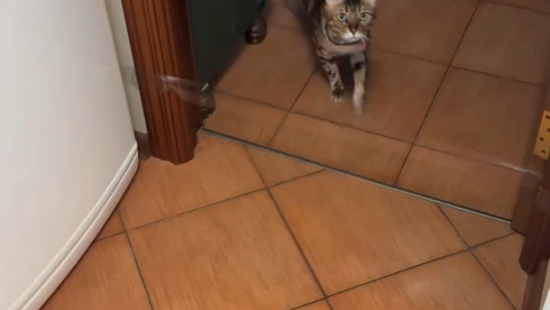 Cat vs. Trap: The Ultimate Fail Showdown!